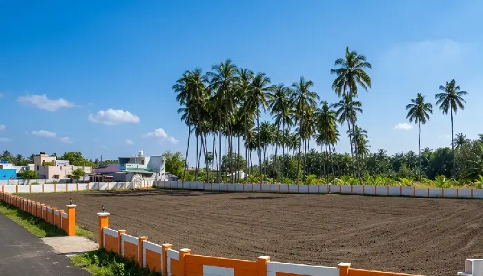 Blue Sky Farms Coconut farmland